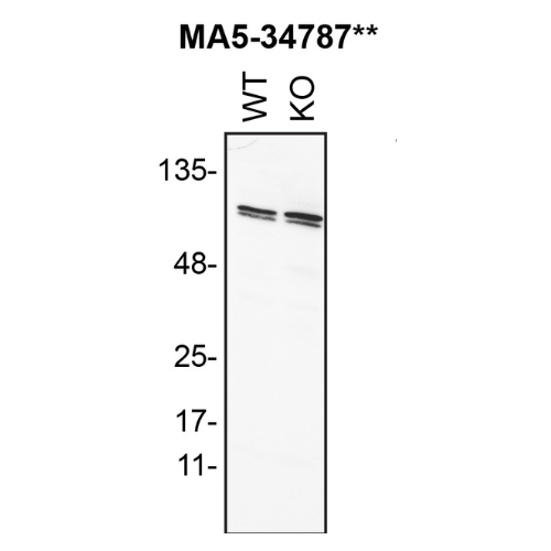 WB Image
