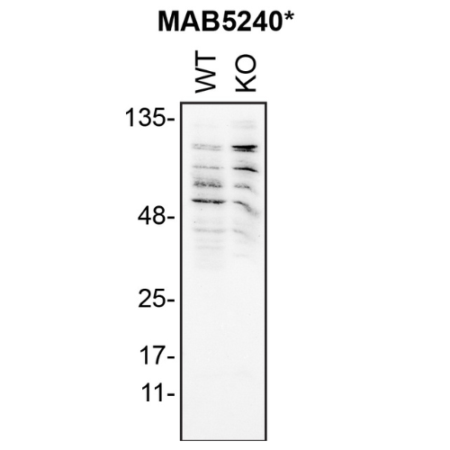 WB Image