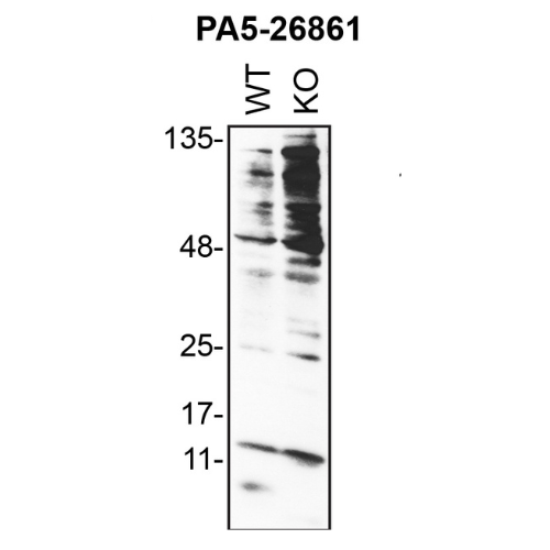WB Image