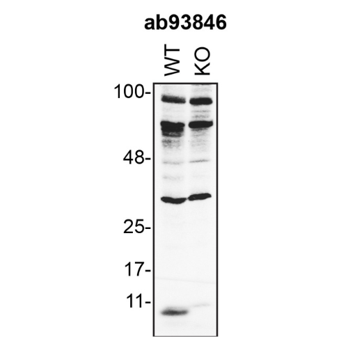 WB Image