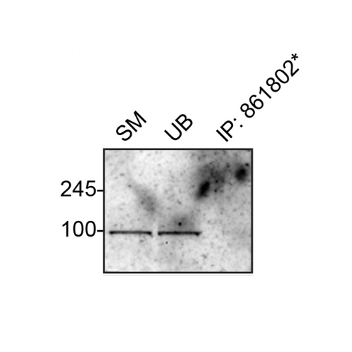 IP Image