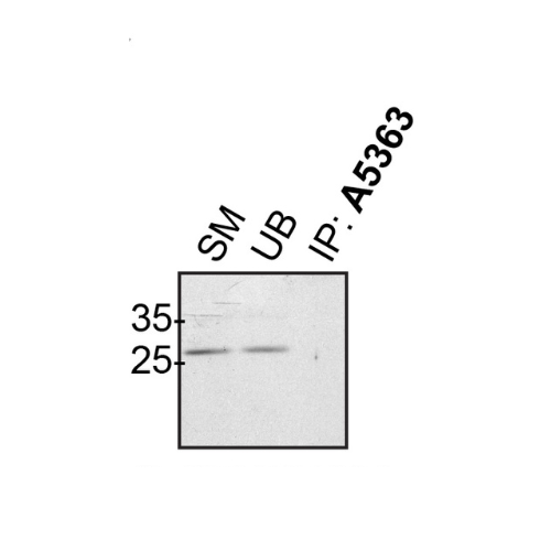 IP Image