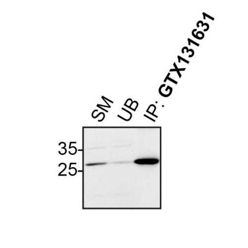 IP Image