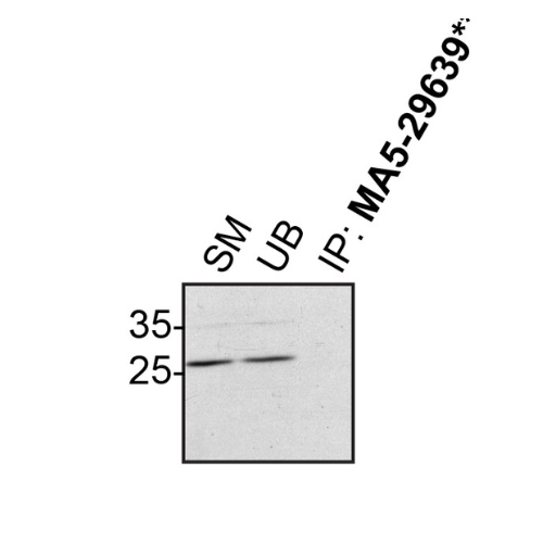 IP Image