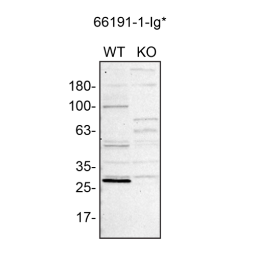 WB Image