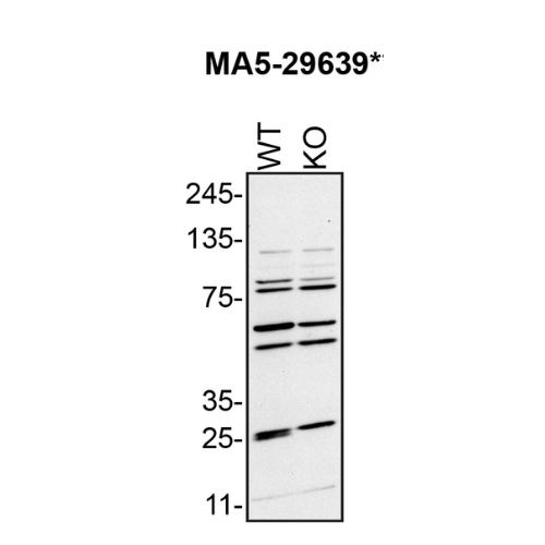 WB Image