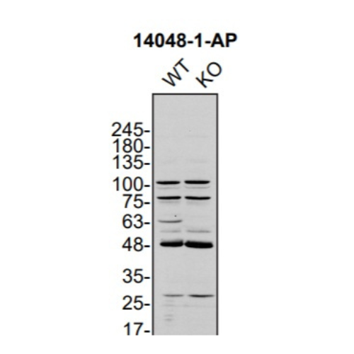 WB Image