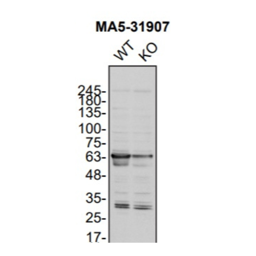 WB Image