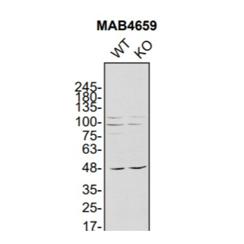 WB Image