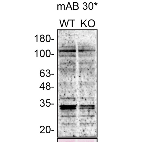 WB Image