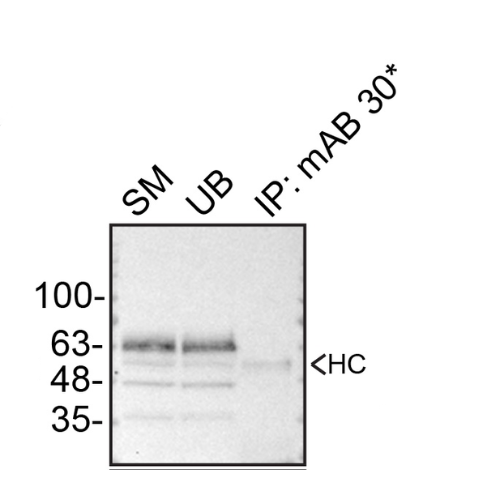 IP Image
