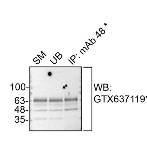 IP Image