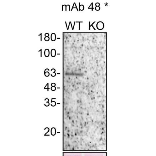 WB Image
