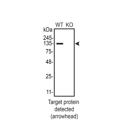WB Image