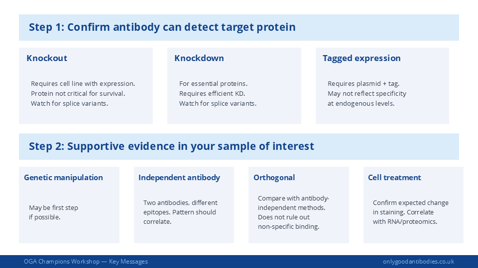 Two-step validation approach: Step 1 confirms the antibody detects the target protein using genetic strategies, Step 2 gathers supportive evidence in your sample of interest
